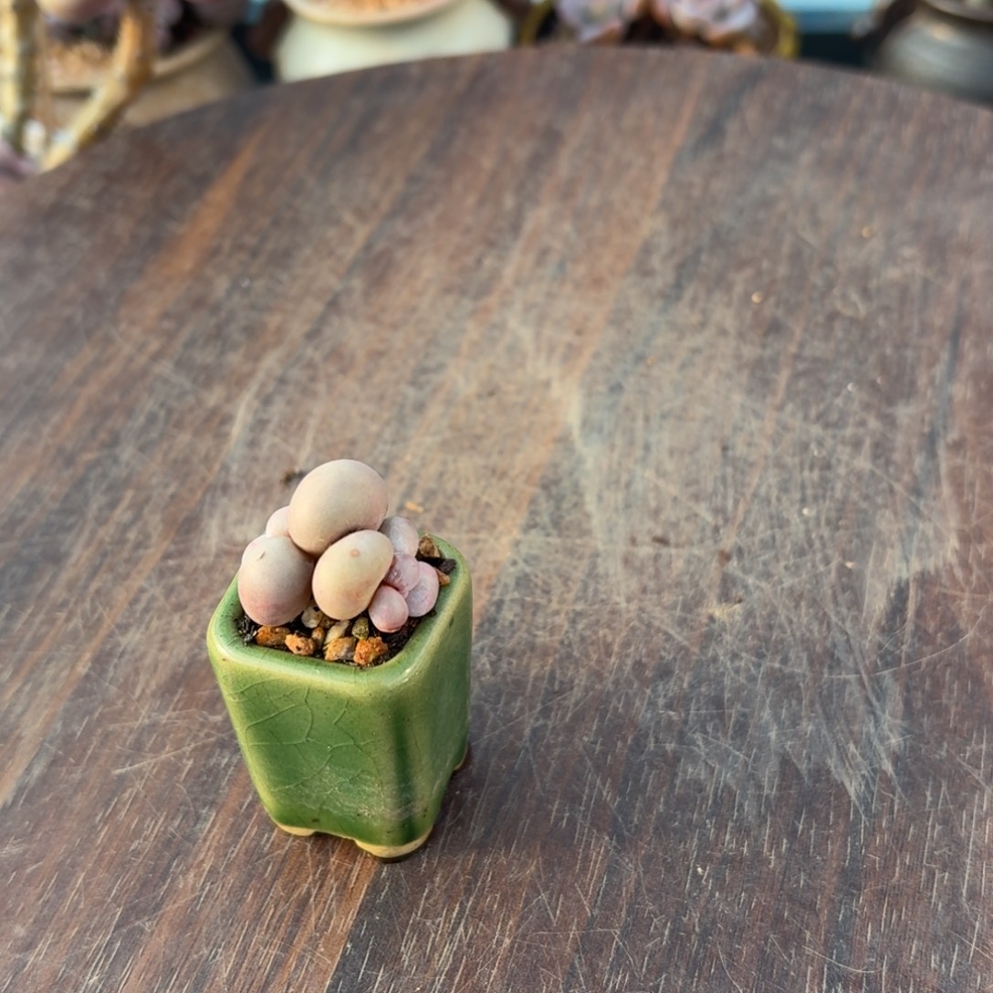 毅***果无花朵多肉漂亮不退不换