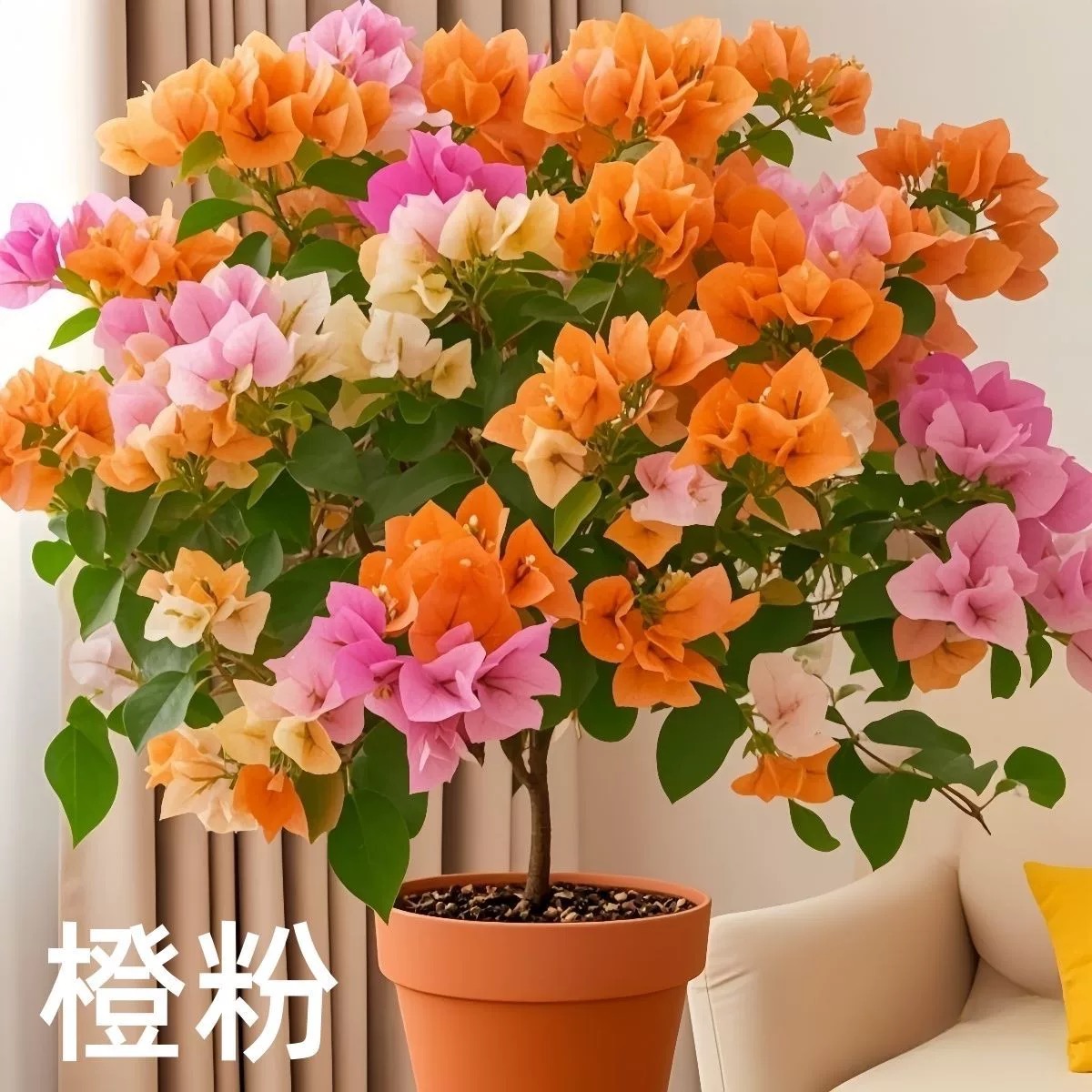 【澄粉】三角梅盆栽四季开花地直发三角梅苗勤花爬藤阳台好养