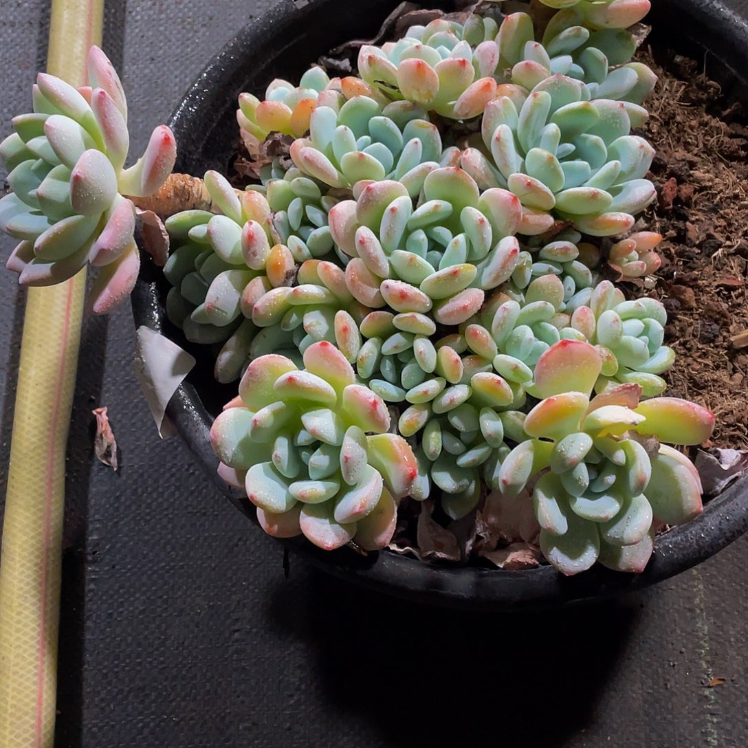 三***王冷香多肉植物群中