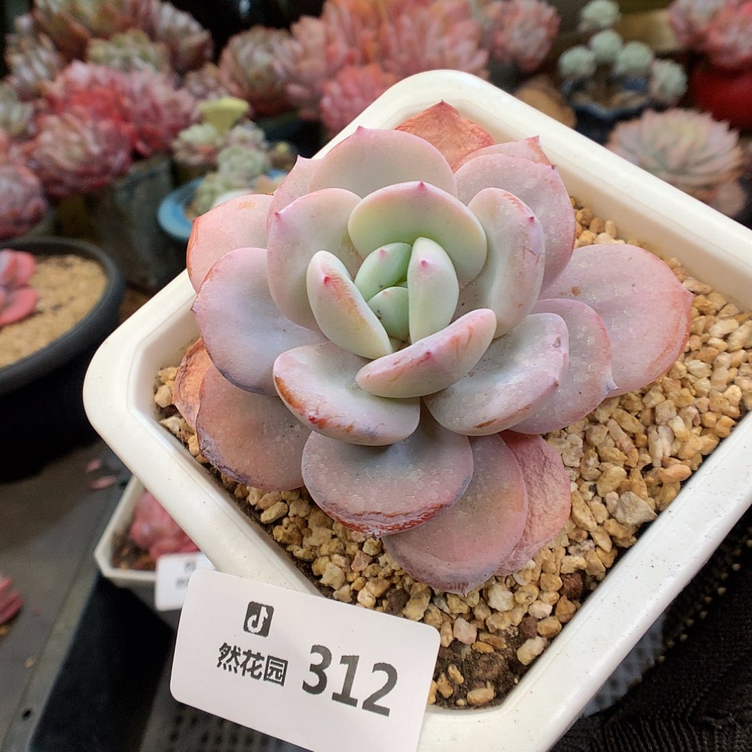 312奶茶多肉植物666