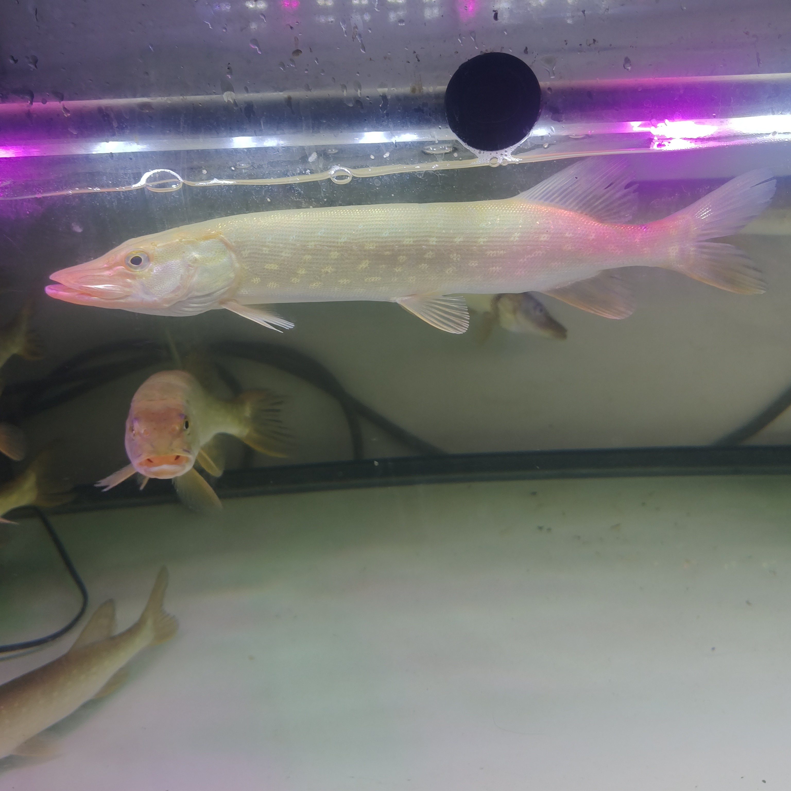 大型冷水鱼狗鱼观赏淡水鱼好养耐活不用加热（小白慎买没时间教）
