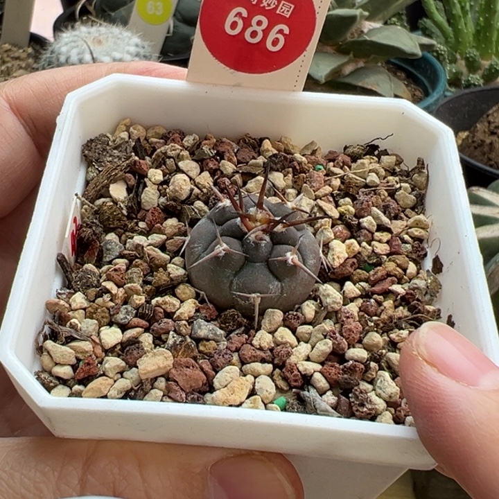 实生豪刺守金摩天龙2.3cm