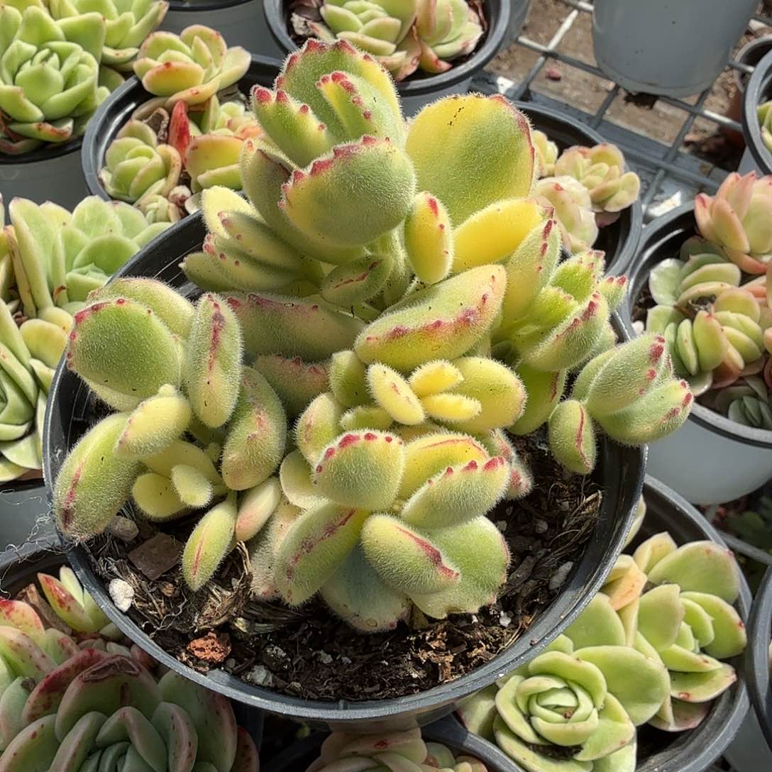 彩虹熊多肉植物精品