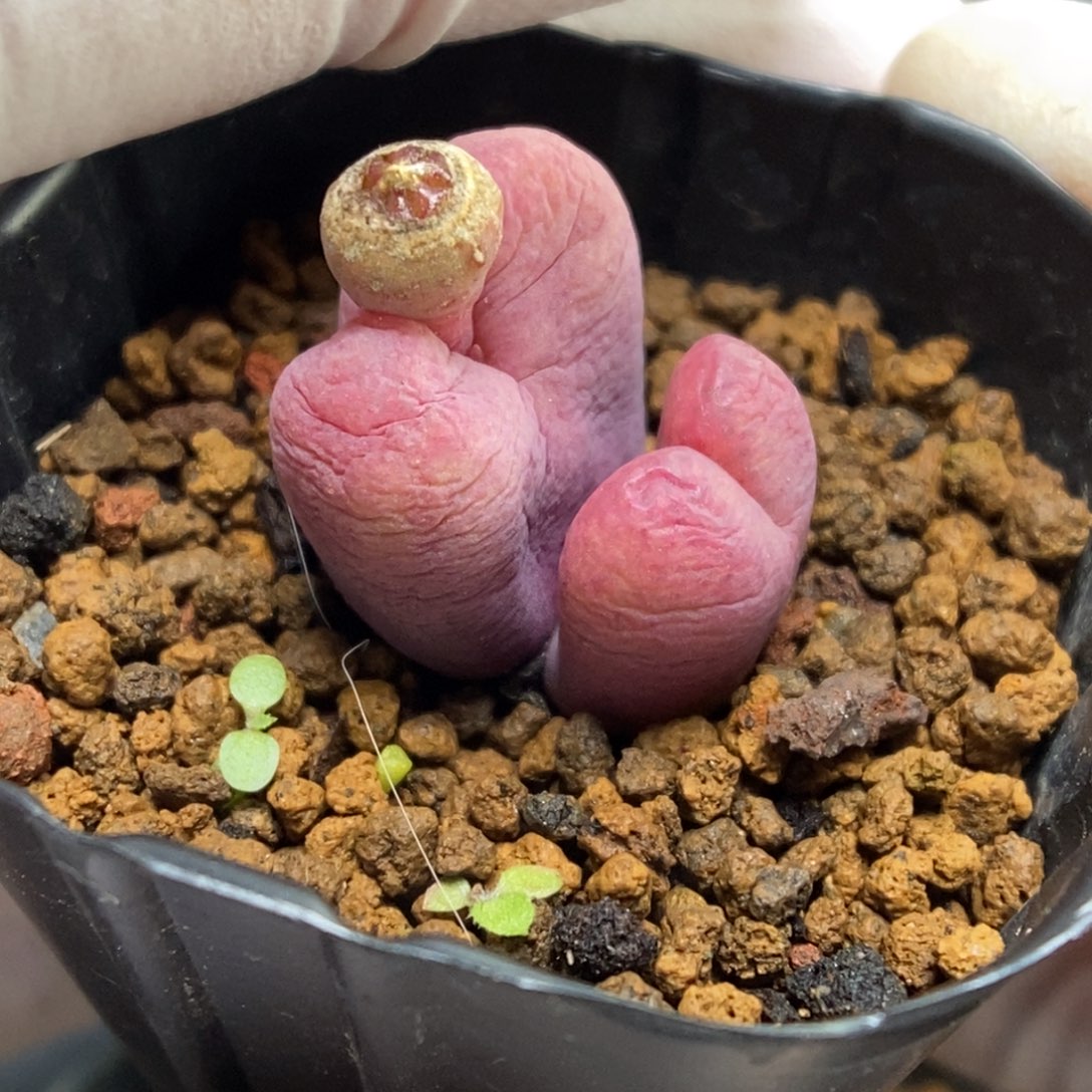 多肉植物肉锥杂交K-037 风铃杂