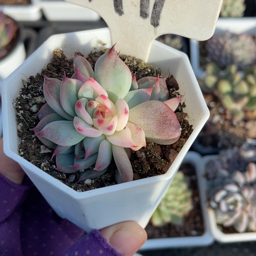 1991吉娃娃锦多肉植物