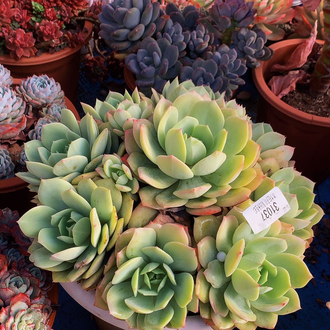 用***3    恋曲多肉31037