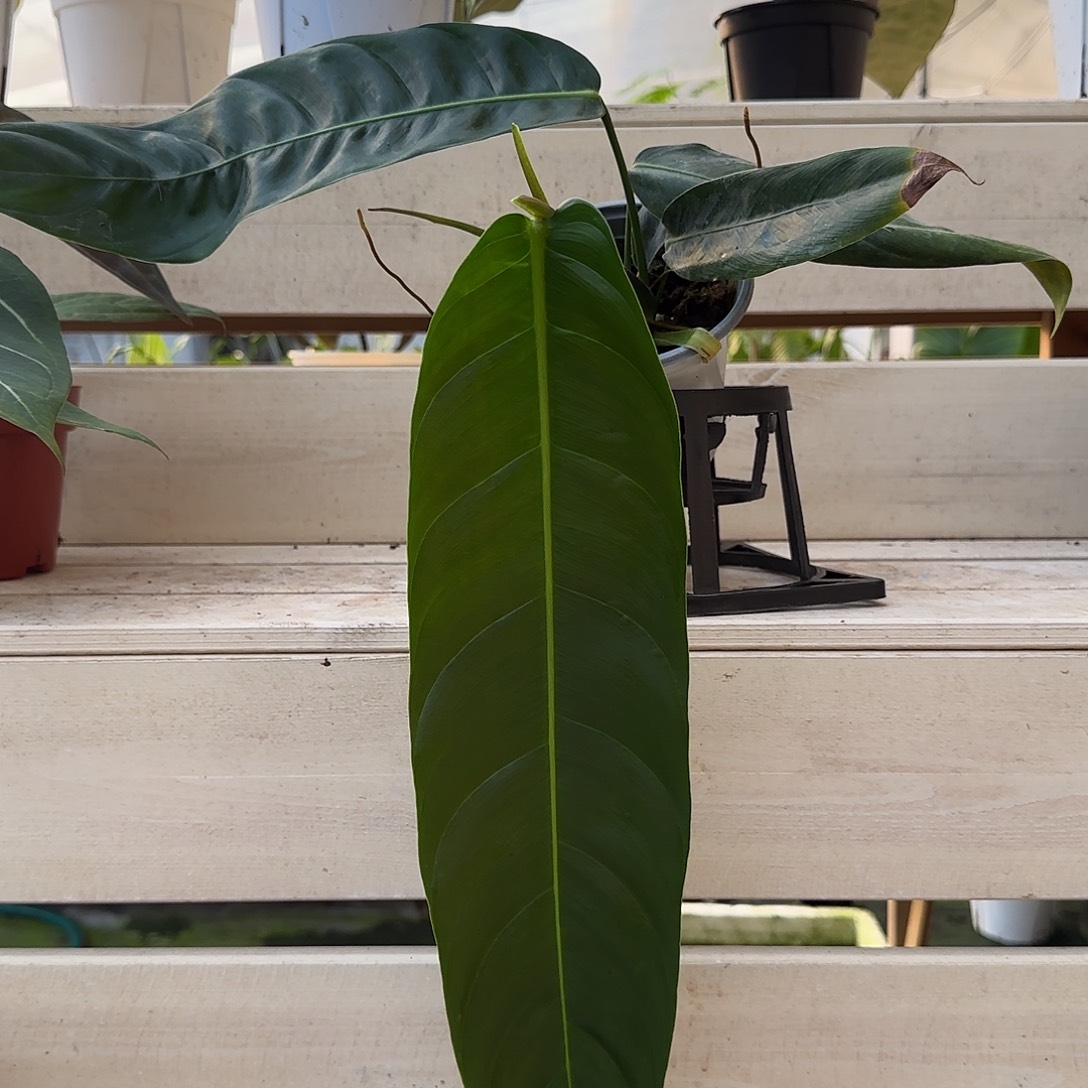 无花朵Pp蔓绿绒（叶长41）