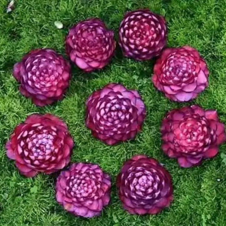 稀有紫螺旋品种茶花盆栽地栽好养易活花卉