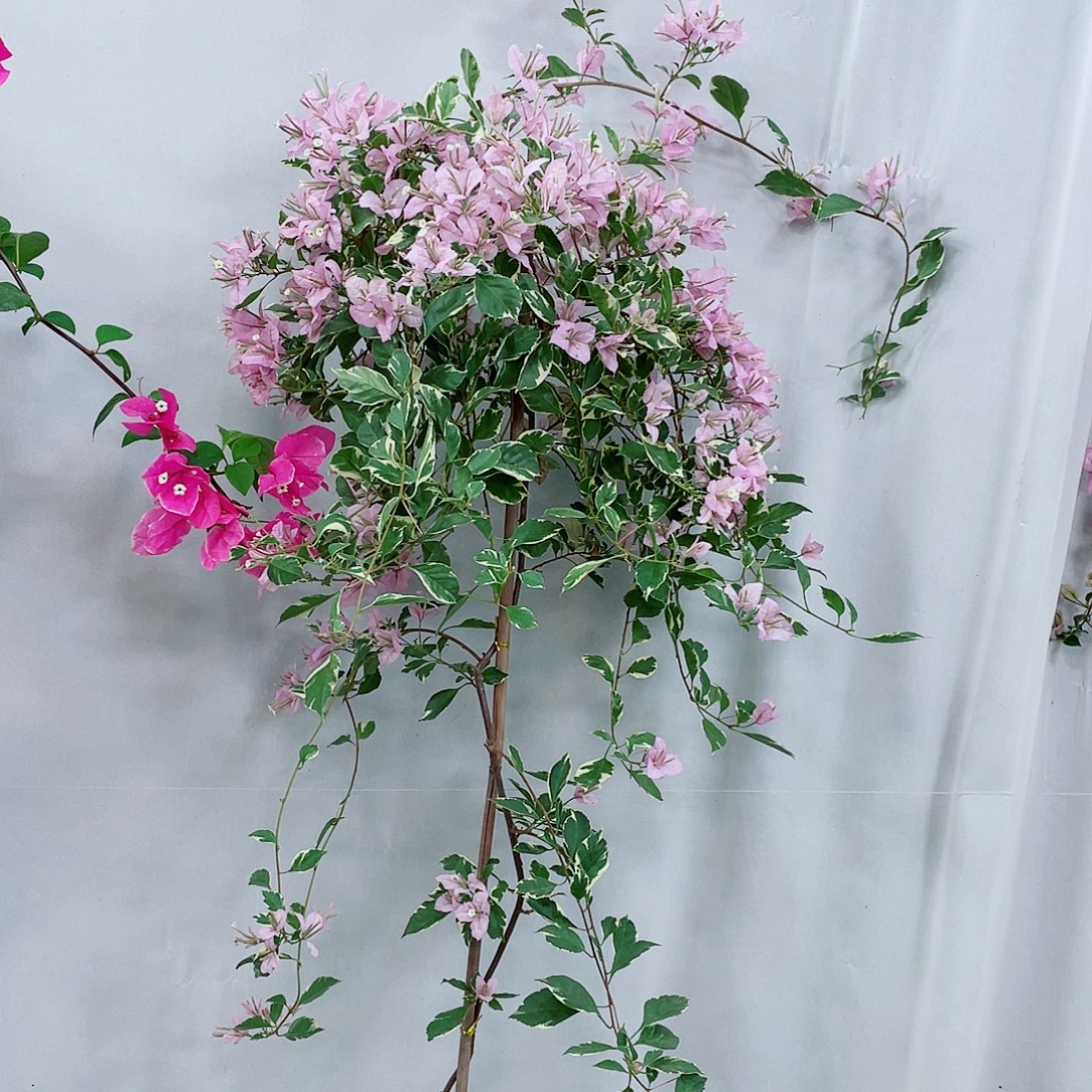 完全开放漳港学院