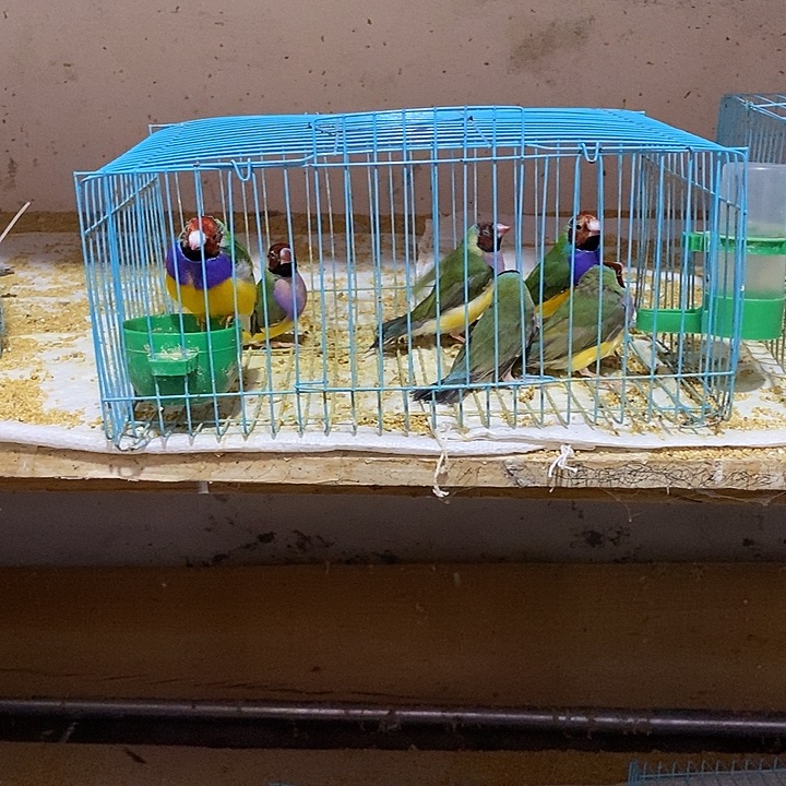 文鸟2****孔特价七彩两对，普彩母两只