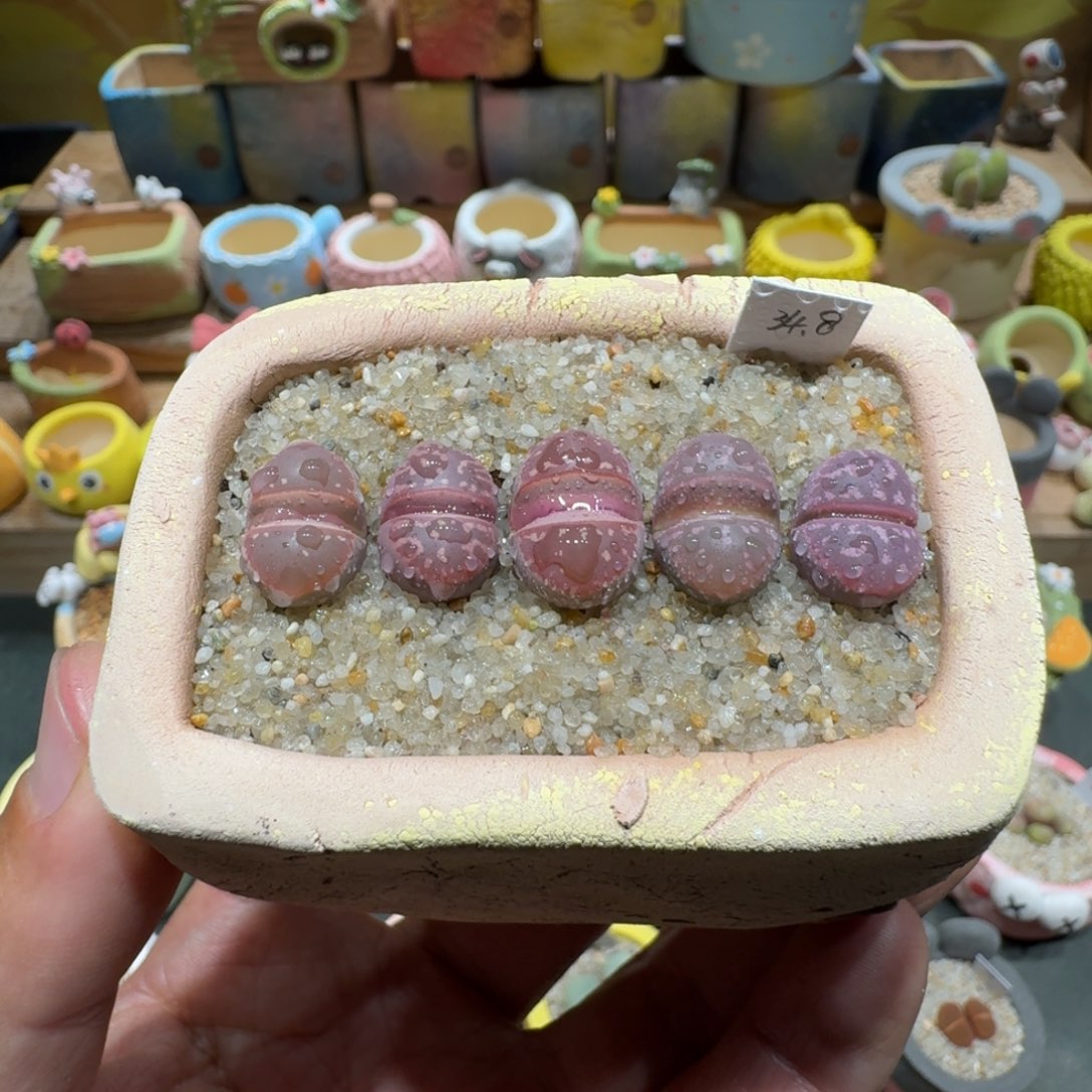 蘑菇1214粉橄榄多肉植物