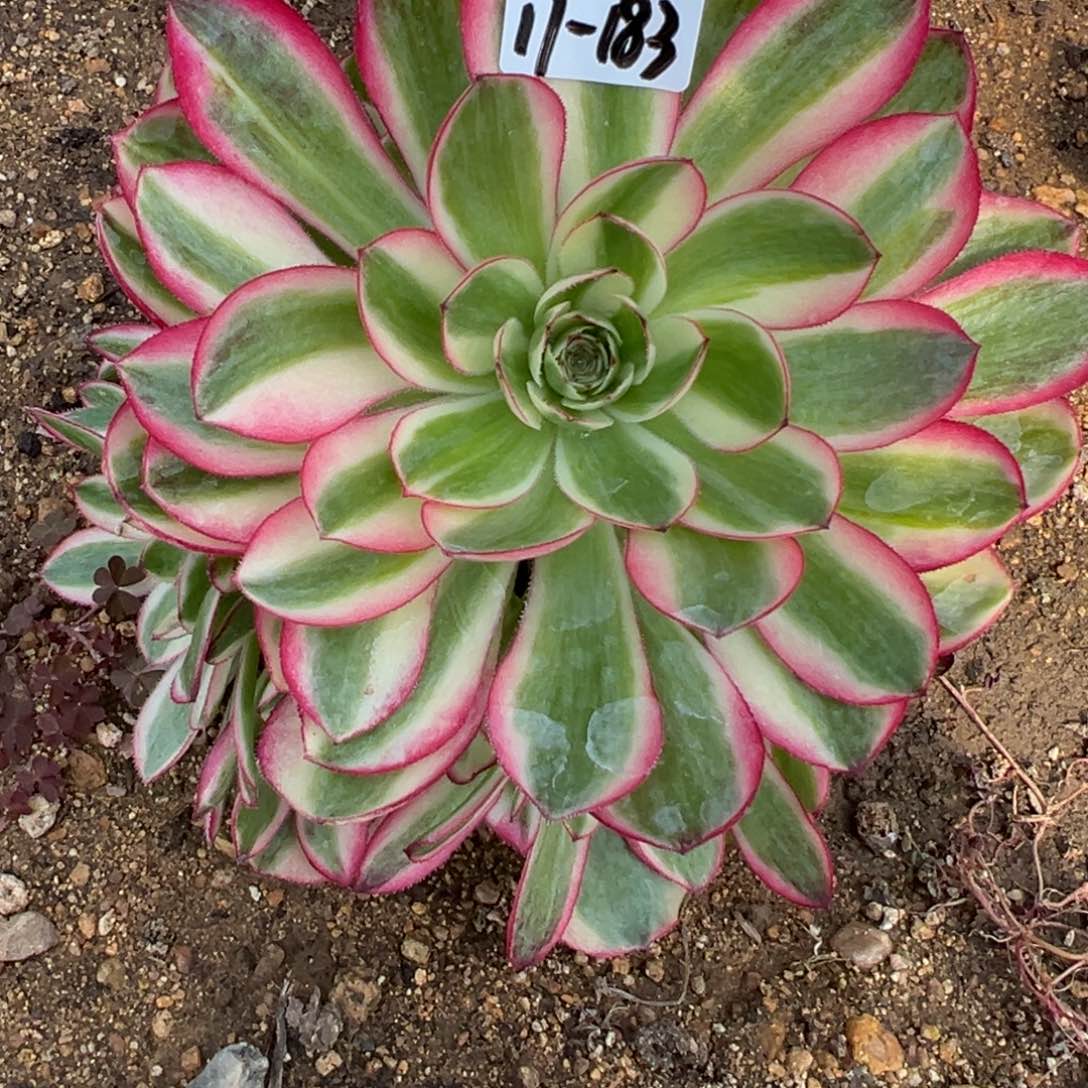 183倾城多肉植物