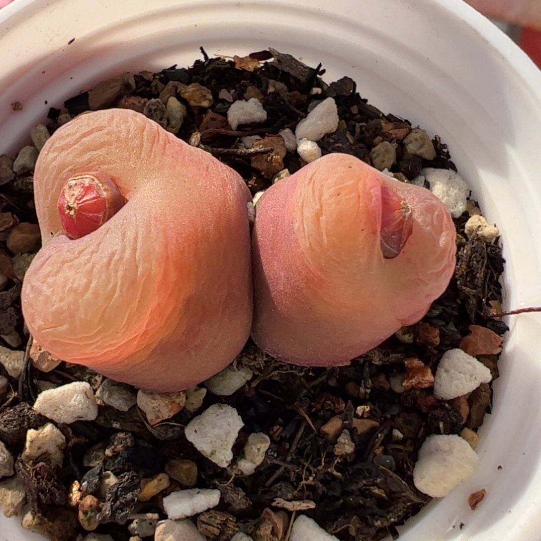 582多肉植物百科