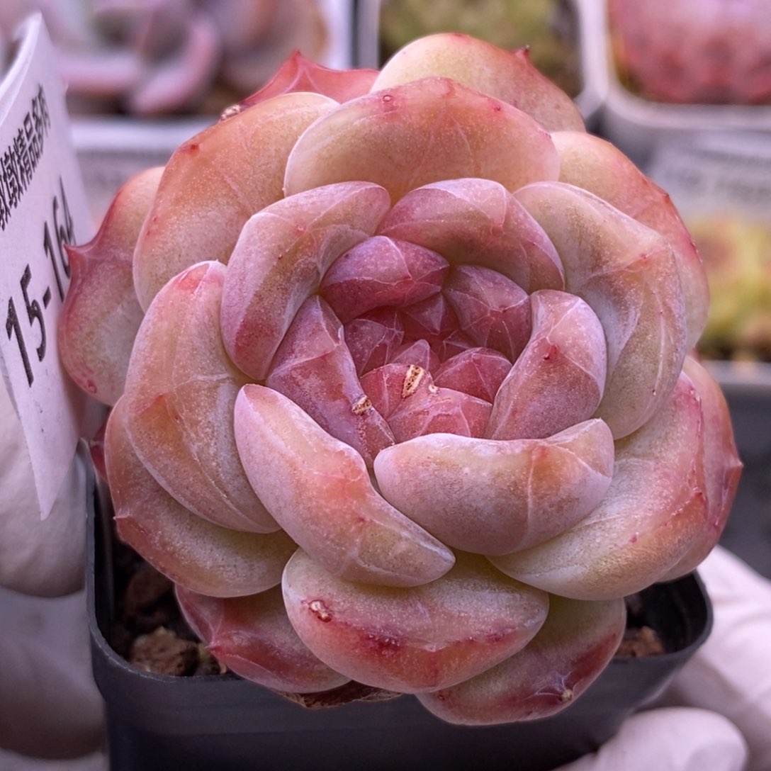 【闪购商品】15-164