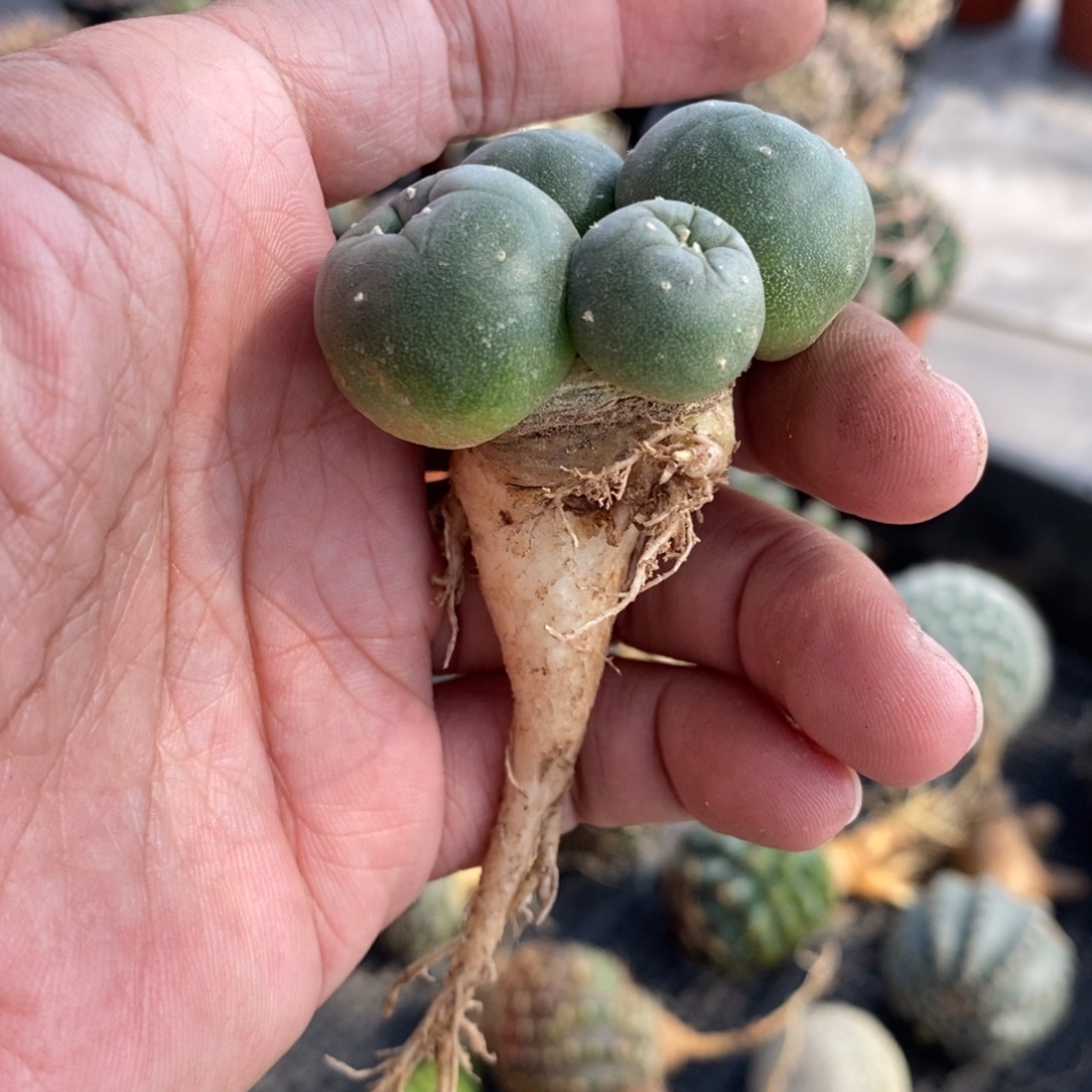植播园艺四头海鲜群