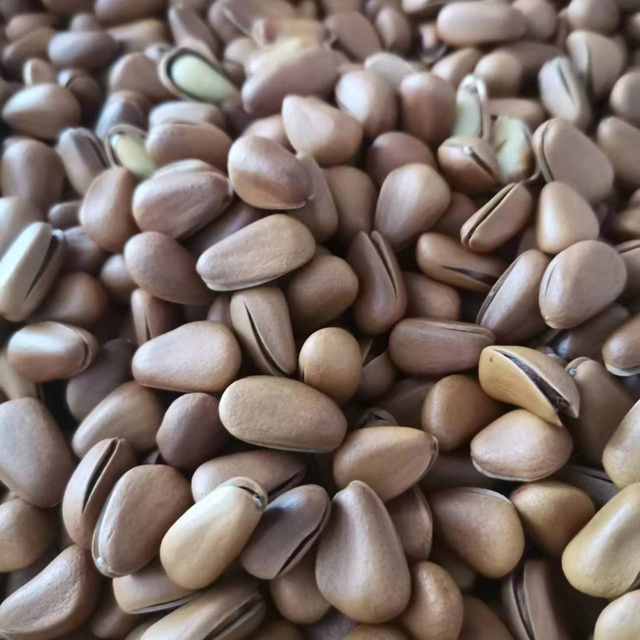 大颗粒红松子油开口（大颗粒500克）