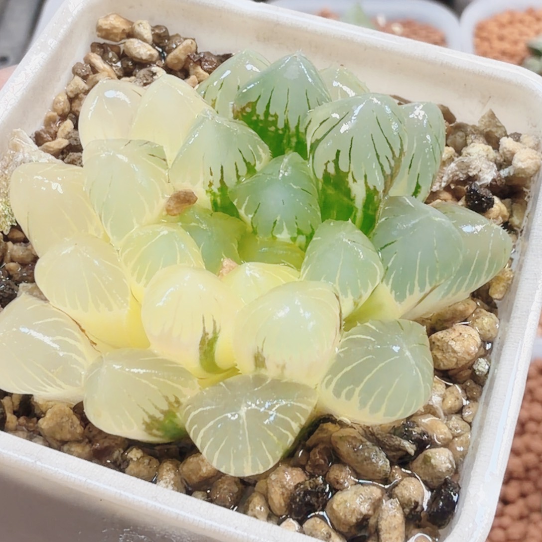 十二卷实生冰灯锦福利