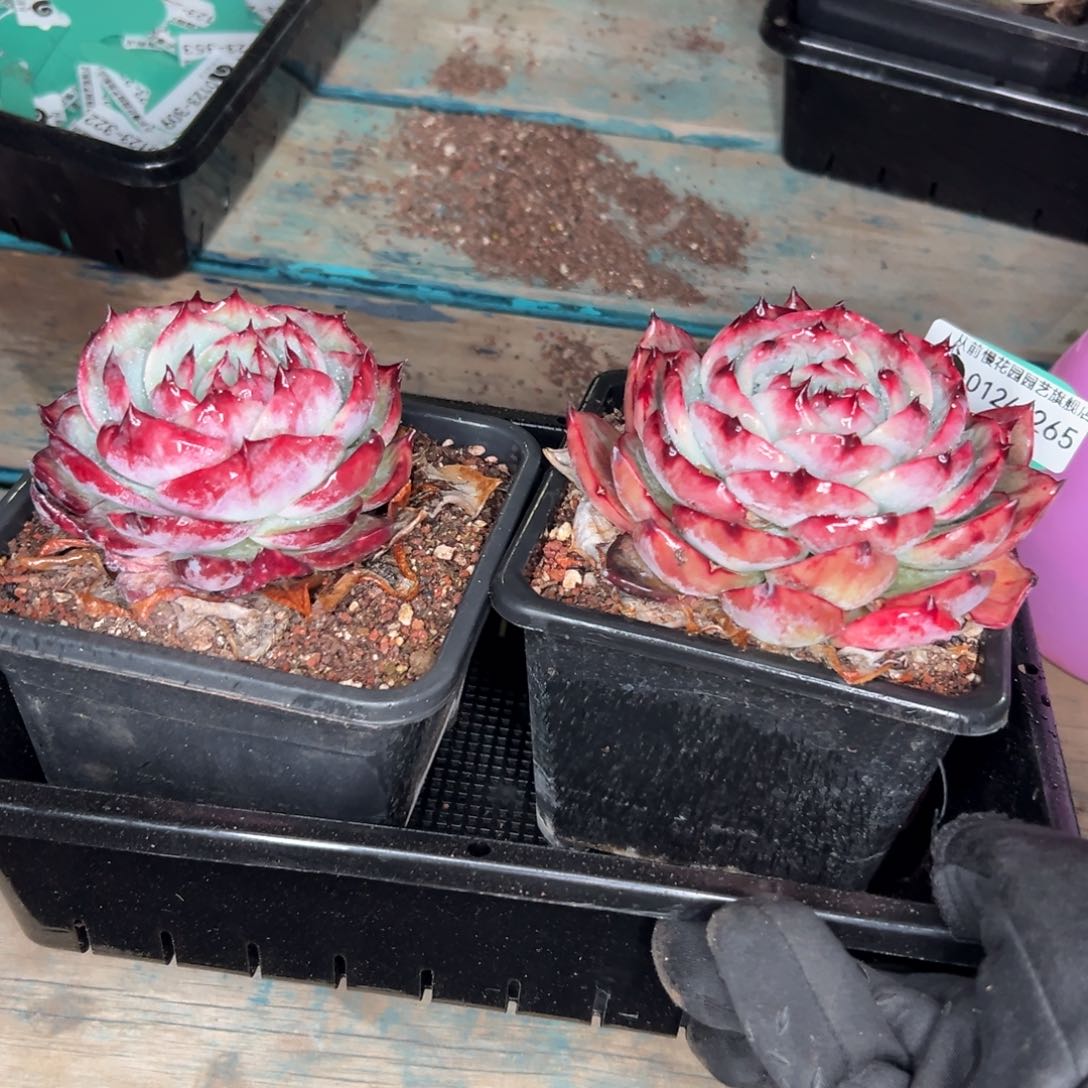 多肉一物一拍0124-265