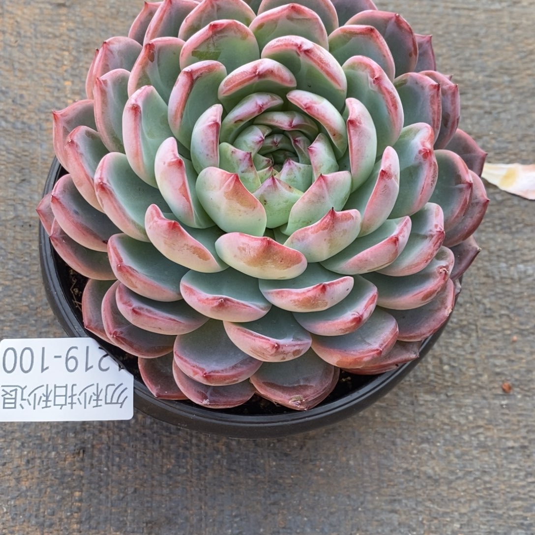 …**！两单包邮1219-100红鸾