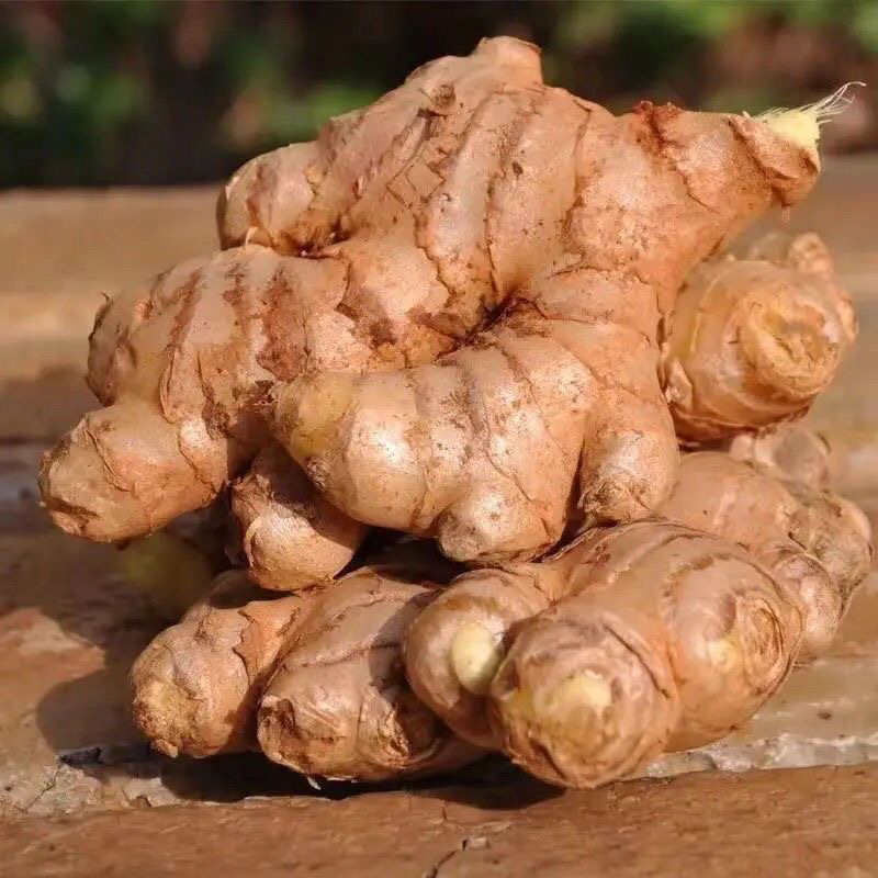 福建南平正宗农家老生姜新鲜姜风干小黄姜土姜月子姜老姜包邮