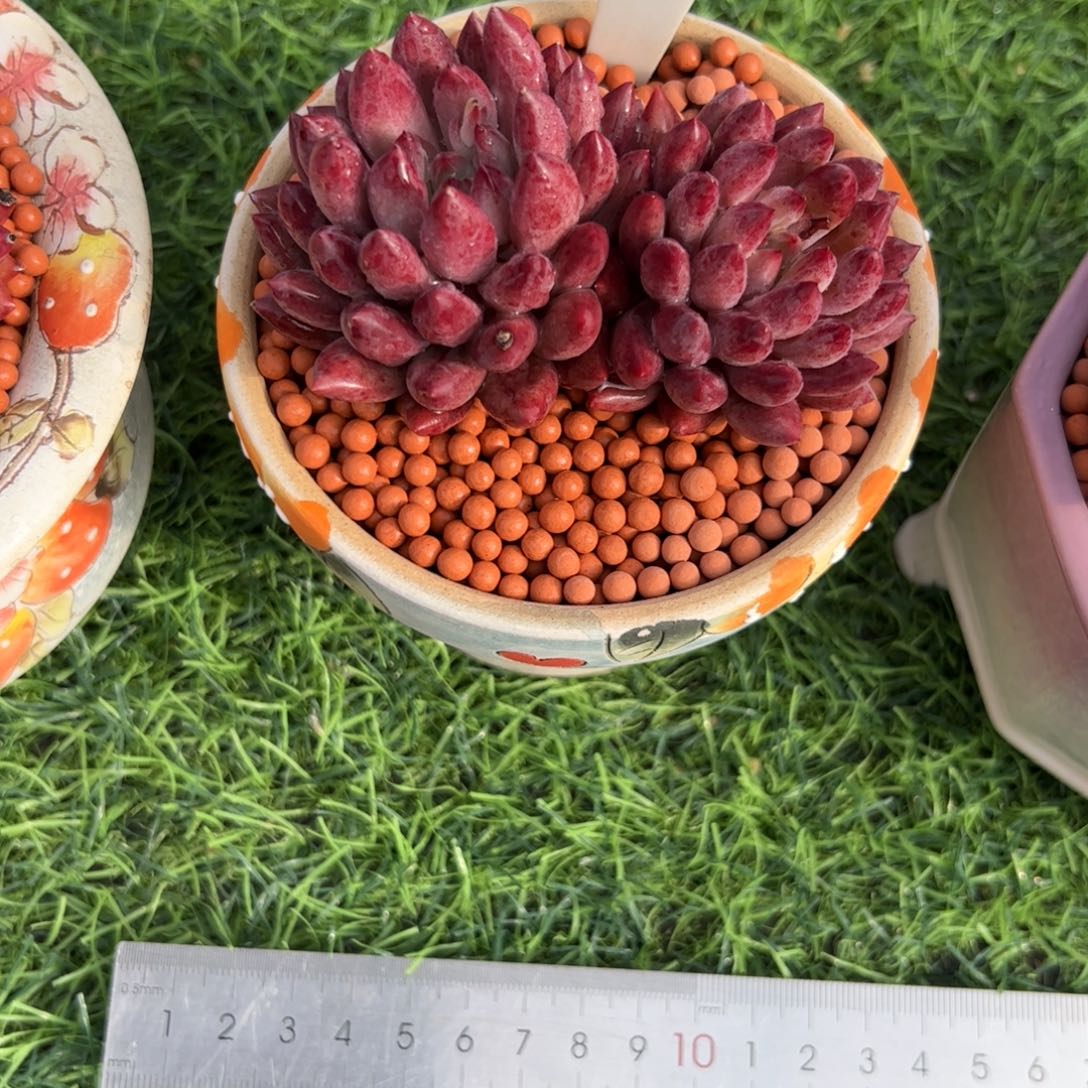 双头车厘子多肉植物