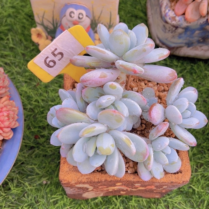 健健康康平平安安