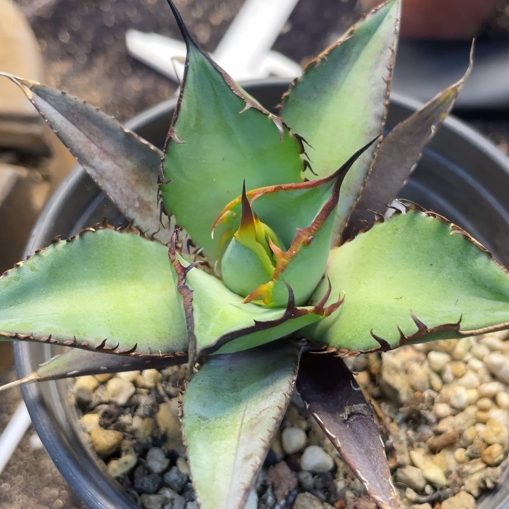 【闪购商品】小*熊猫。  