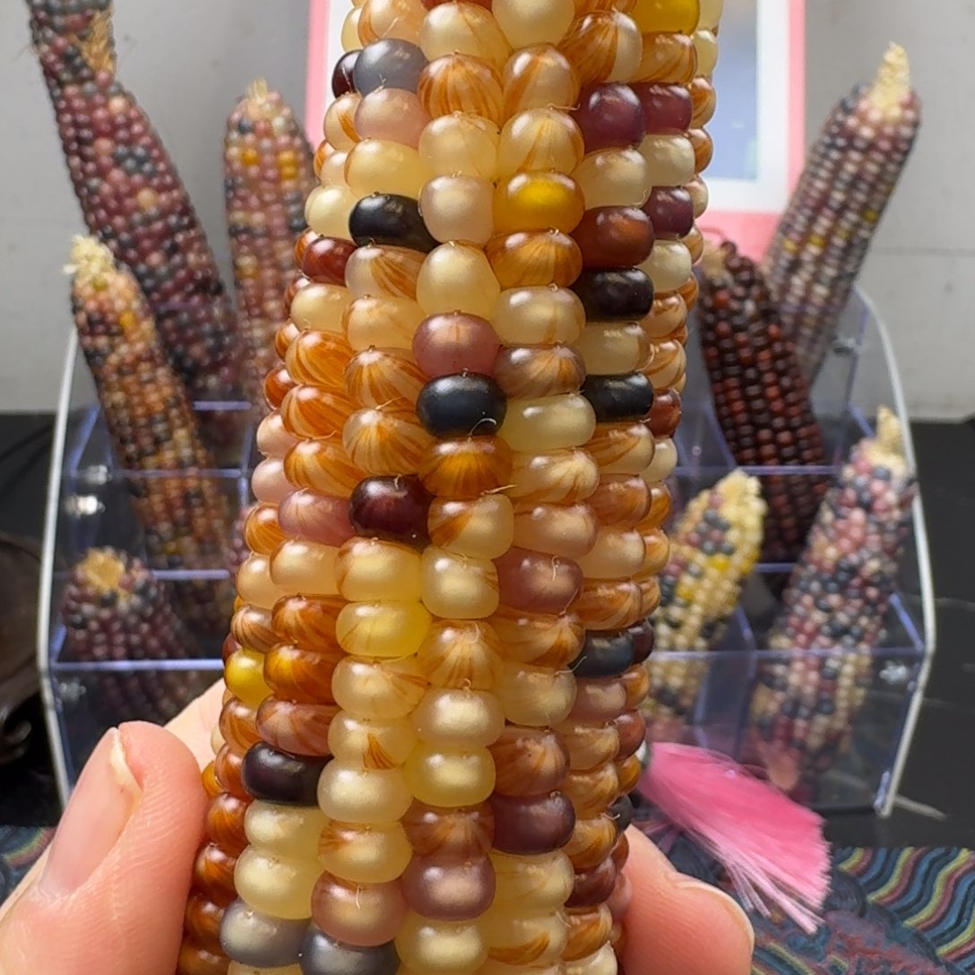 秒杀到手5根文玩玉米