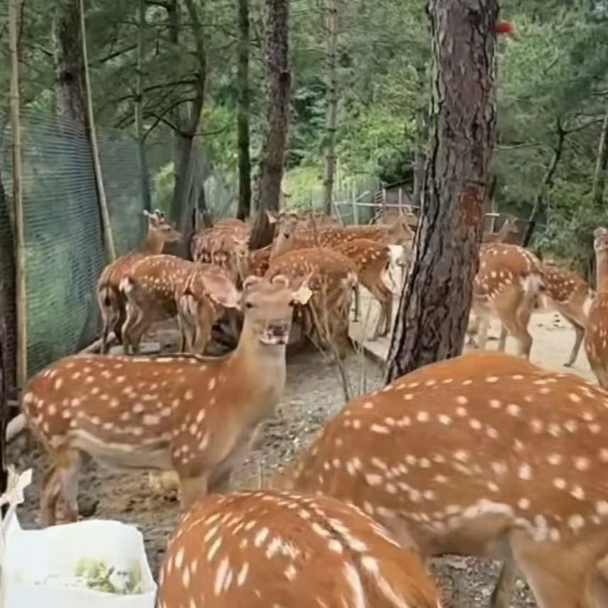 500毫升2瓶加酒保鲜：经济装