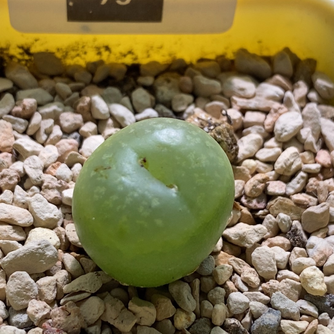 春***你79号拉登杂交好看好看