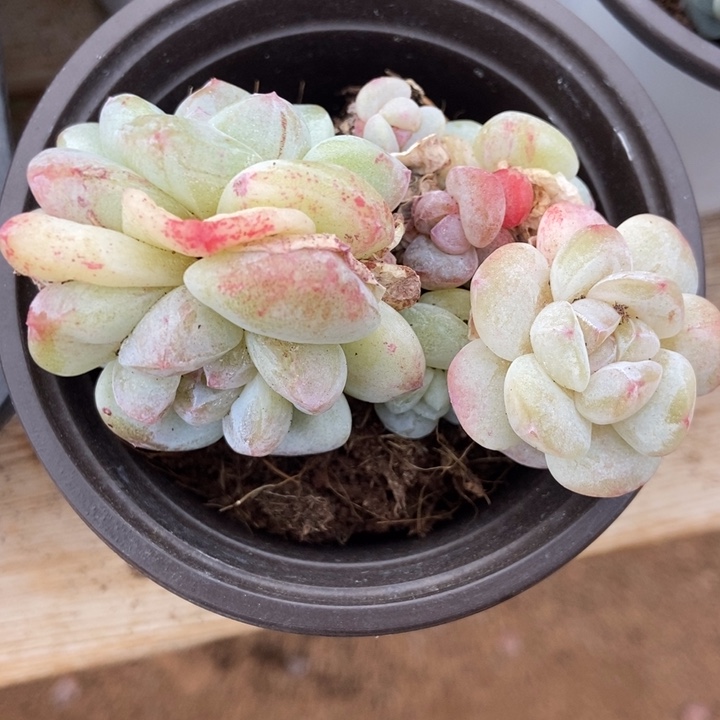 冰玉石化透白胖体