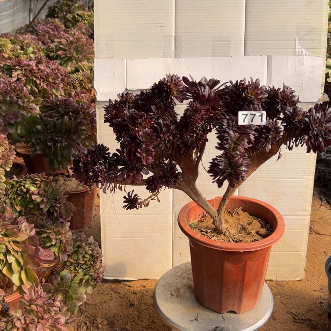 有伤铜壶缀771官府47