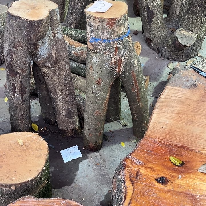 金丝楠木小叶桢楠