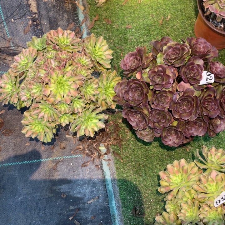 020号两颗法师组合