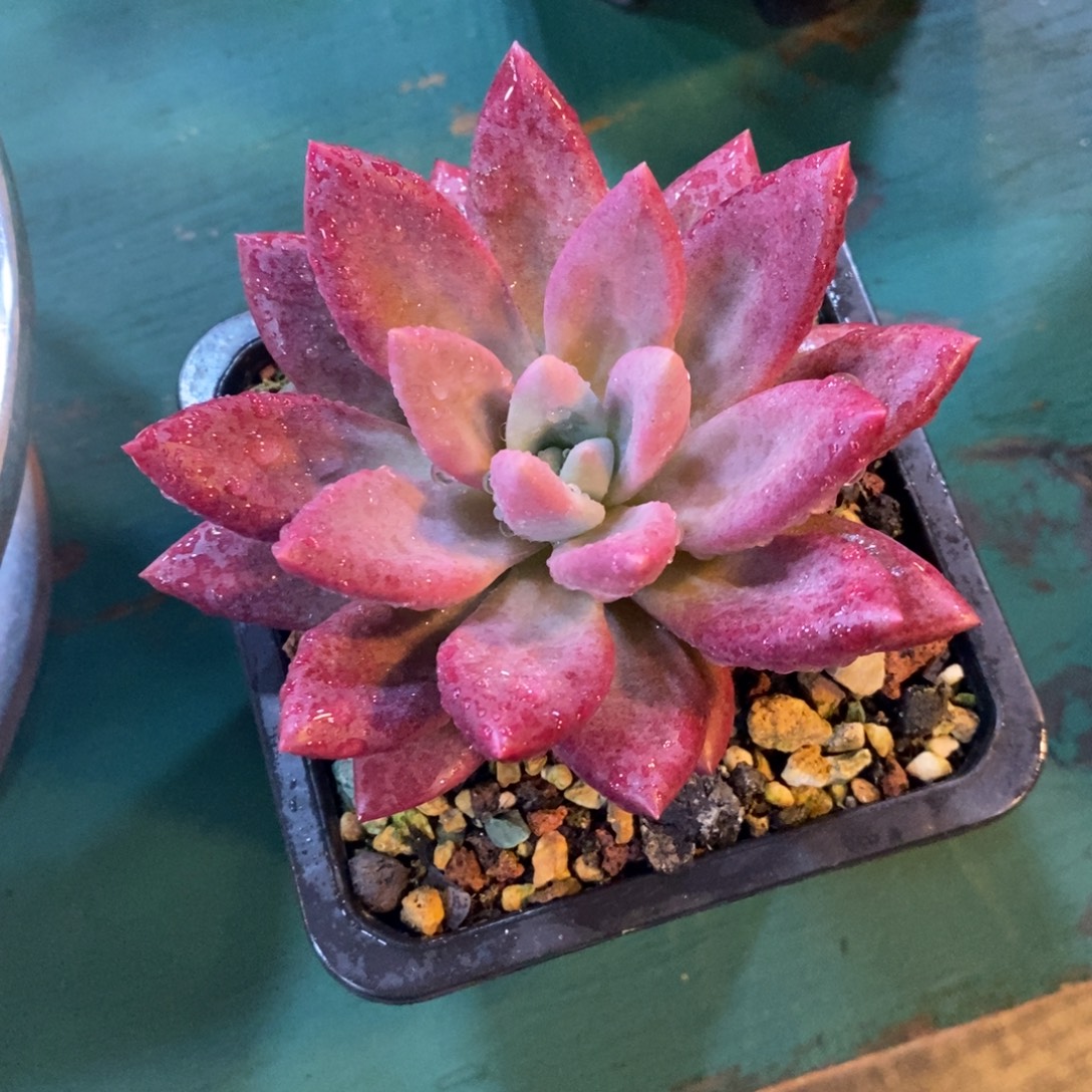 不***秋单头赫菲，54646466464