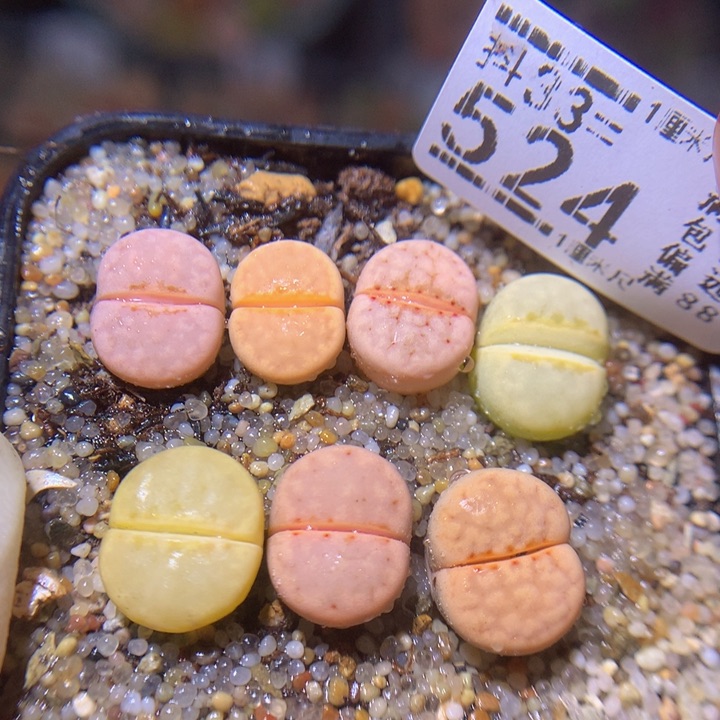 精品生石花33.524