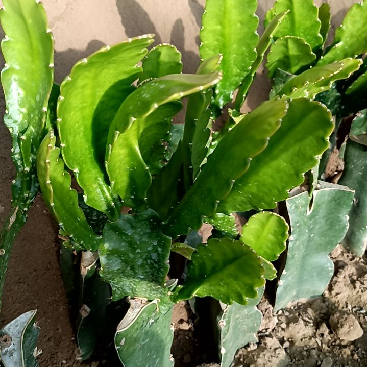 每****兴令箭何花小粉