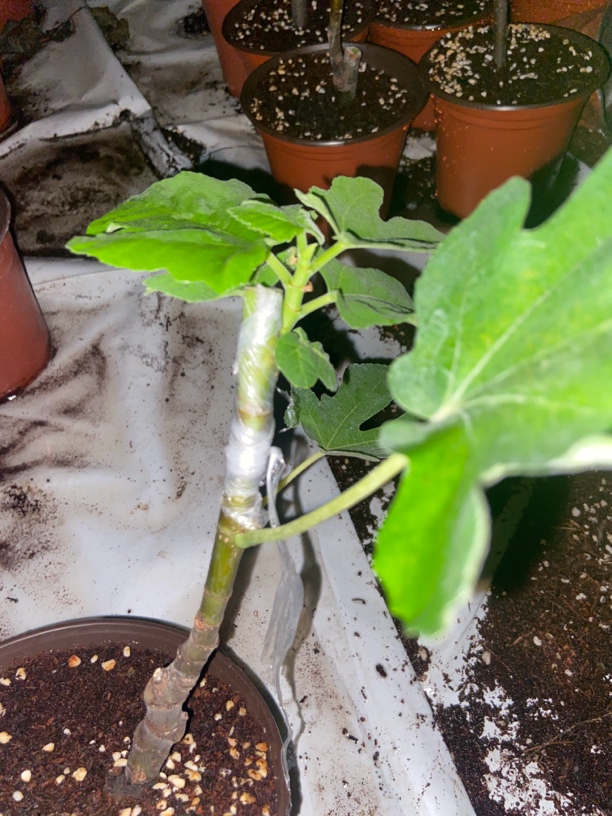 苏普雷玛-新品种无花果