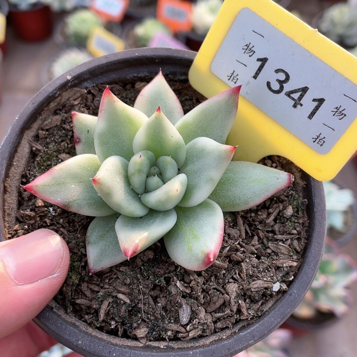 【闪购商品】无花朵1341号