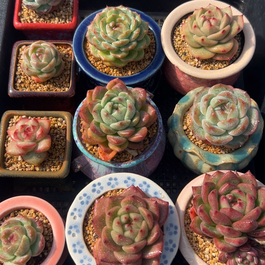 从前慢花园多肉编号1126-115