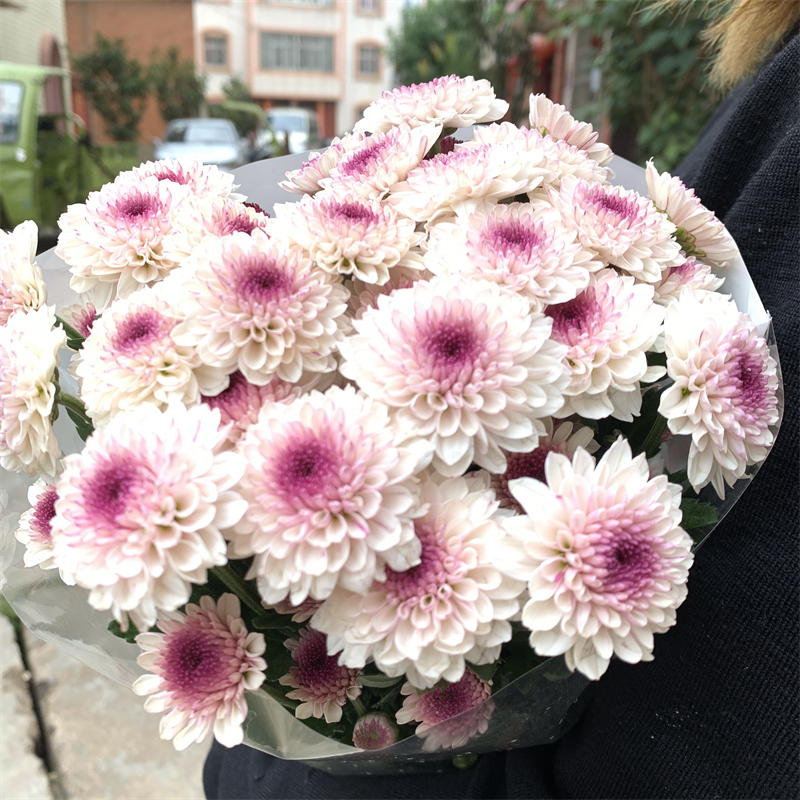 马蹄寺小雏菊云南昆明基地直发同城速递玫瑰百合家庭插花妇女节花