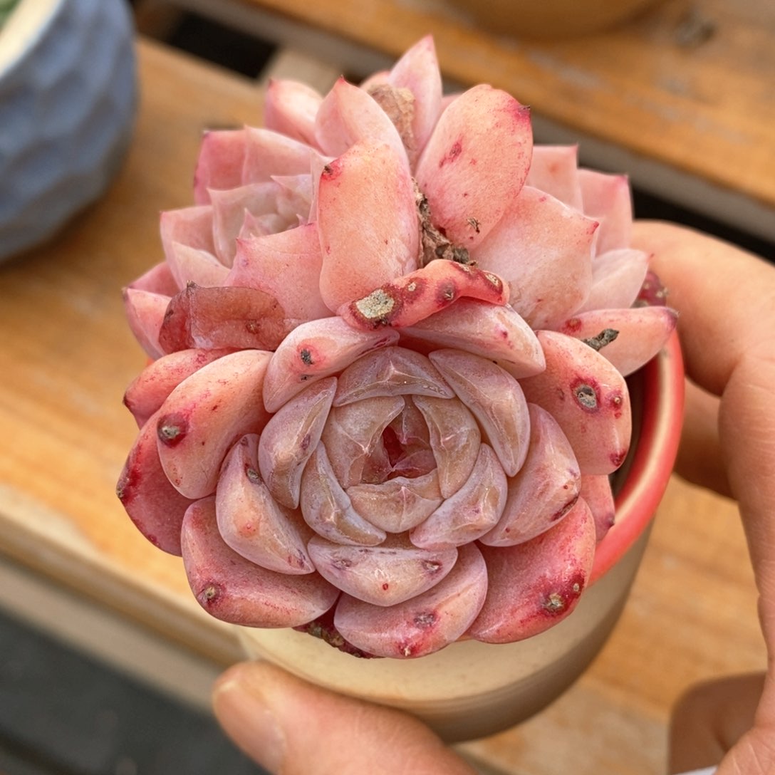 精品多肉一物一拍116