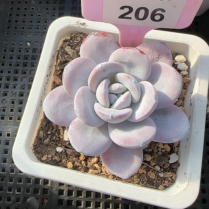 206 奶盖多肉植物6-9cm
