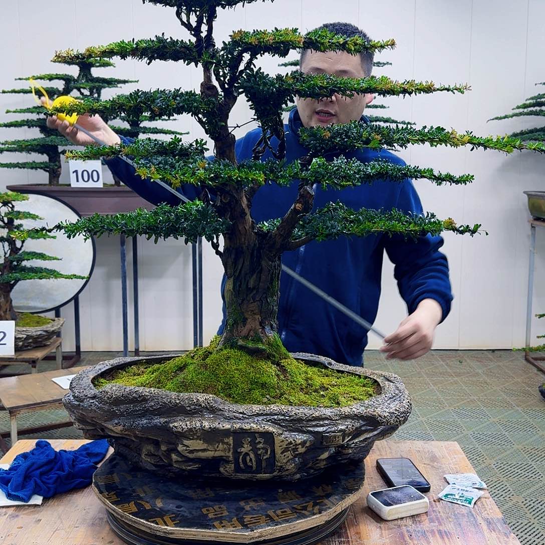 无花朵珍珠红芽罗汉松造型盆景