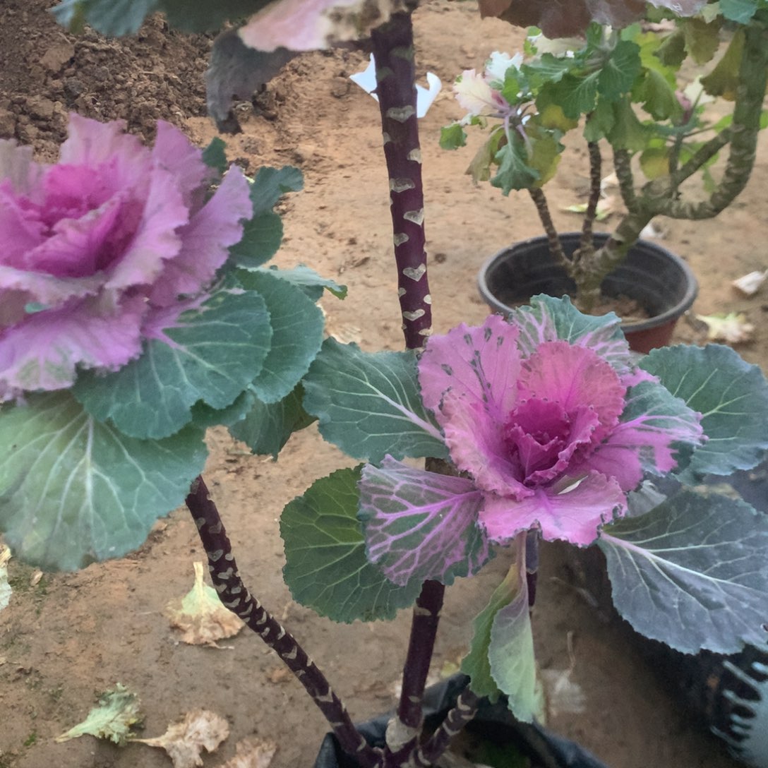 草***）7898甘蓝多多肉植物