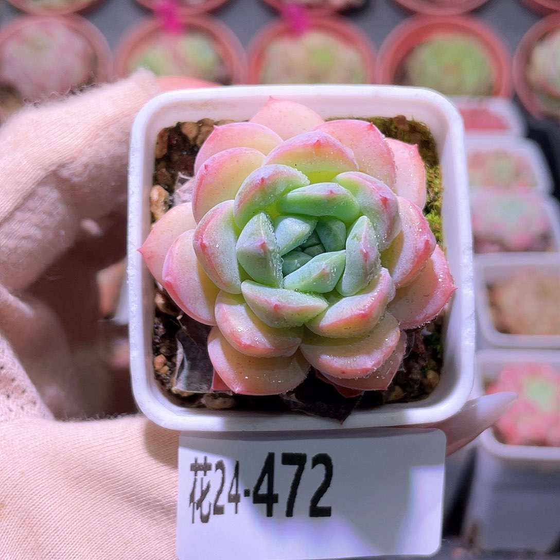 花利美24-472白纱