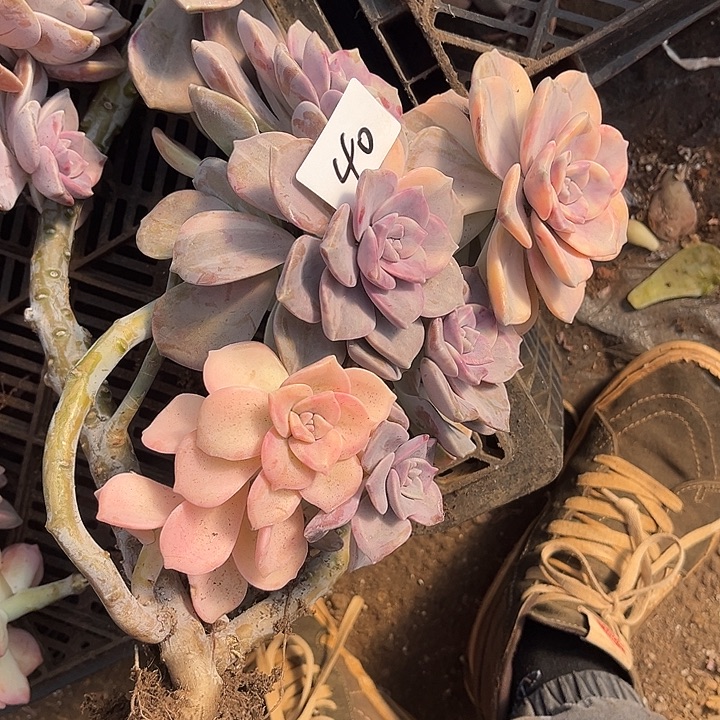 三***妹紫乐景40号多肉植物精品