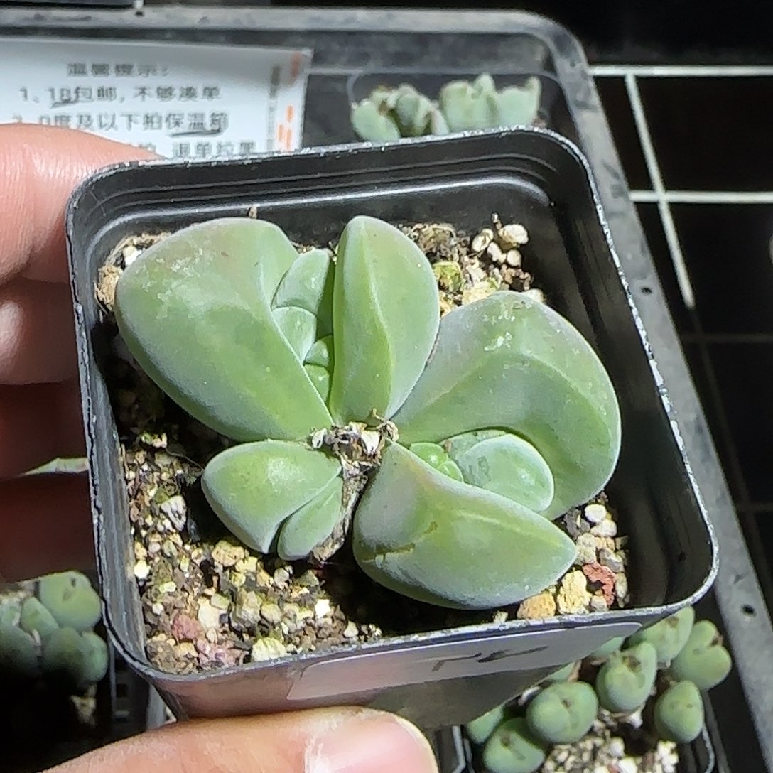 242号，清货，18包邮