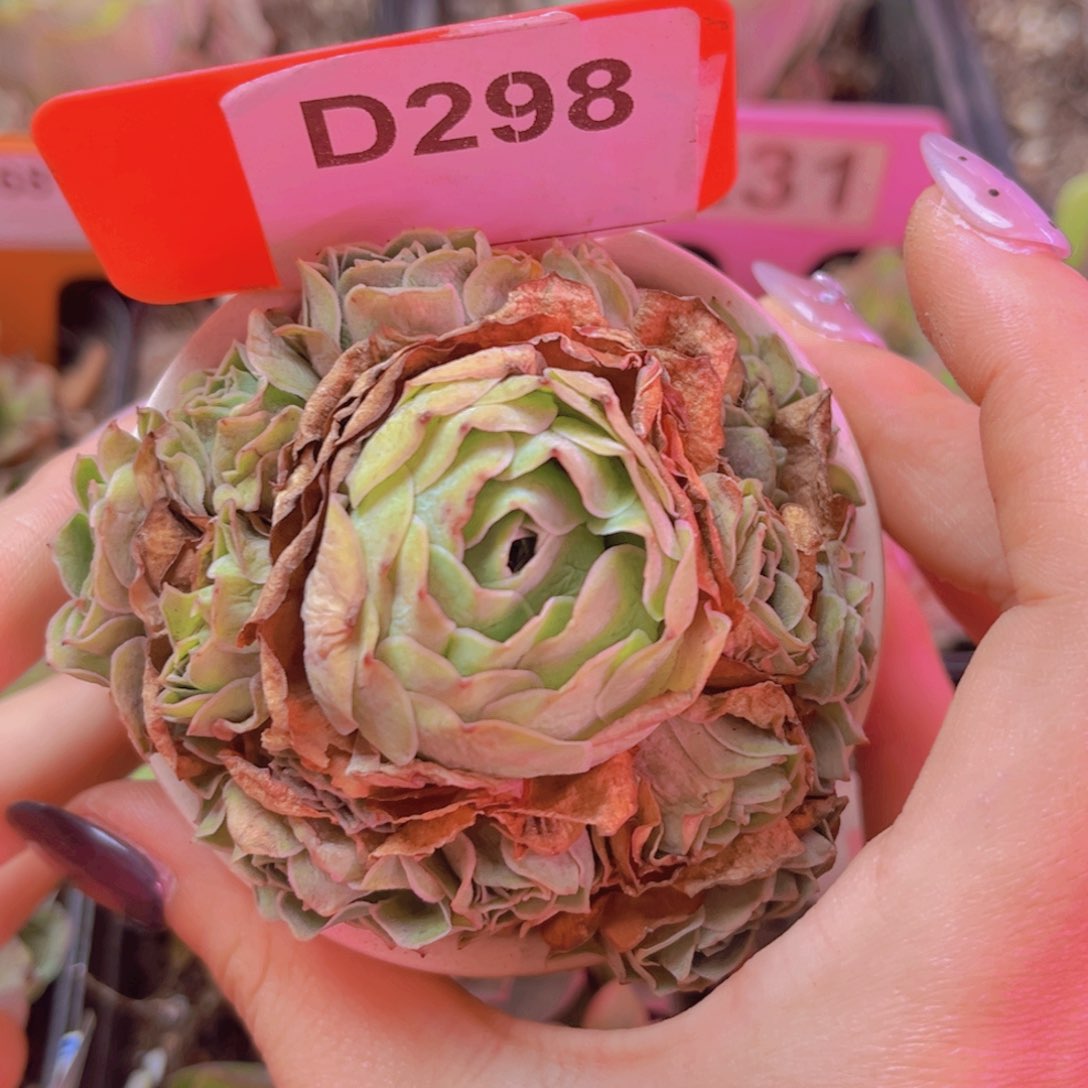 298山地玫瑰包子手捧