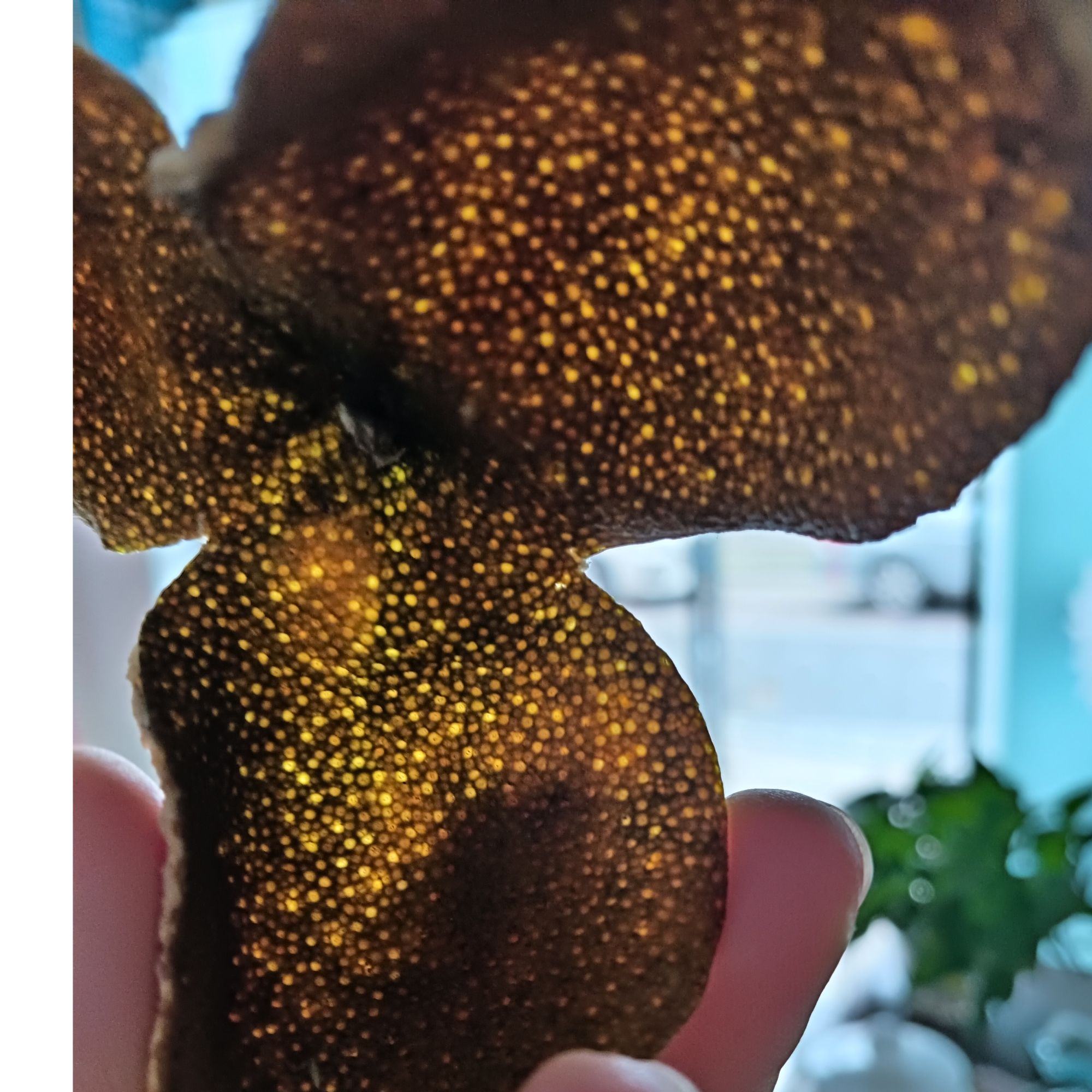 2024年新会梅江二红